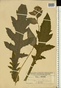 Cirsium oleraceum (L.) Scop., Eastern Europe, Moscow region (E4a) (Russia)