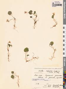 Viola epipsila subsp. repens (Turcz.) W.Becker, Siberia, Chukotka & Kamchatka (S7) (Russia)