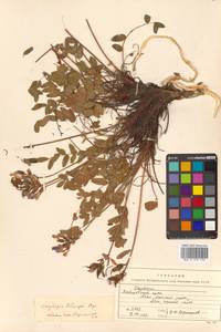 Oxytropis tilingii Bunge, Siberia, Russian Far East (S6) (Russia)