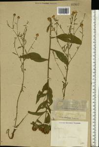 Centaurea phrygia L., Eastern Europe, South Ukrainian region (E12) (Ukraine)