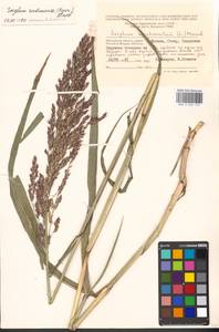 Sorghum drummondii (Nees ex Steud.) Millsp. & Chase, Eastern Europe, Moscow region (E4a) (Russia)