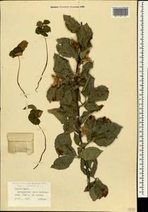 Fagus sylvatica L., Crimea (KRYM) (Russia)