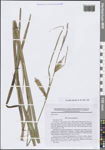 Carex vesicaria L., Siberia, Central Siberia (S3) (Russia)