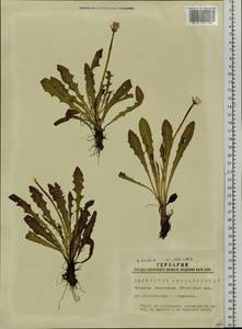 Taraxacum bessarabicum (Hornem.) Hand.-Mazz., Siberia, Western Siberia (S1) (Russia)
