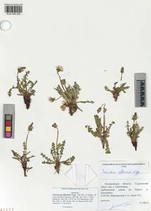 Taraxacum officinale Weber ex Wiggins, Siberia, Altai & Sayany Mountains (S2) (Russia)