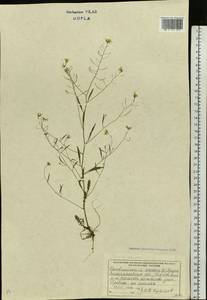 Arabidopsis arenosa subsp. arenosa, Eastern Europe, West Ukrainian region (E13) (Ukraine)