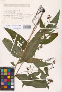 Symphytum tanaicense Steven, Eastern Europe, Lower Volga region (E9) (Russia)