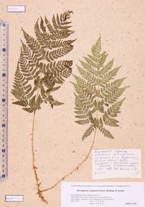 Dryopteris expansa (C. Presl) Fraser-Jenk. & Jermy, Siberia, Altai & Sayany Mountains (S2) (Russia)