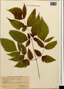 Aruncus dioicus var. kamtschaticus (Maxim.) Hara, Caucasus, Georgia (K4) (Georgia)