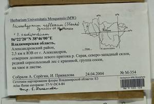 Sciuro -hypnum oedipodium (Mitt.) Ignatov & Huttunen, Bryophytes, Bryophytes - Middle Russia (B6) (Russia)