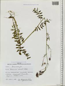 Polemonium caeruleum subsp. campanulatum Th. Fr., Siberia, Russian Far East (S6) (Russia)