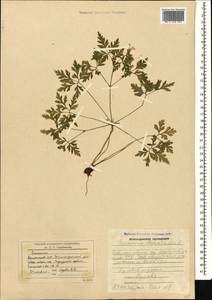 Geranium robertianum L., Caucasus, Armenia (K5) (Armenia)
