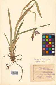 Iris setosa Pall. ex Link, Siberia, Russian Far East (S6) (Russia)