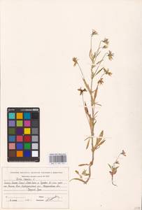 Viola tricolor L., Eastern Europe, Eastern region (E10) (Russia)