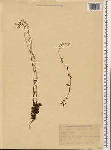 Myosotis sylvatica Ehrh. ex Hoffm., Caucasus, Krasnodar Krai & Adygea (K1a) (Russia)