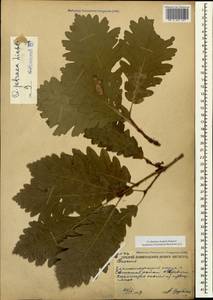 Quercus petraea (Matt.) Liebl., Caucasus, Black Sea Shore (from Novorossiysk to Adler) (K3) (Russia)