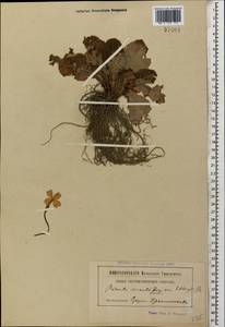 Primula vulgaris subsp. rubra (Sm.) Arcang., Caucasus, Abkhazia (K4a) (Abkhazia)