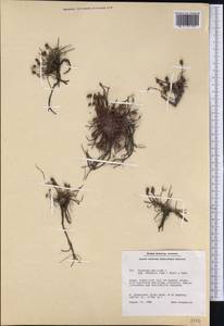 Plantago maritima subsp. juncoides (Lam.) Hultén, America (AMER) (Greenland)