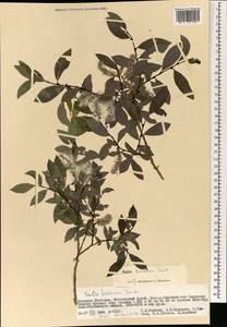 Salix kochiana Trautv., Mongolia (MONG) (Mongolia)