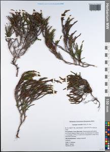 Cassiope ericoides (Pall.) D. Don, Siberia, Yakutia (S5) (Russia)