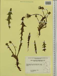 Taraxacum ceratophorum (Ledeb.) DC., Siberia, Russian Far East (S6) (Russia)