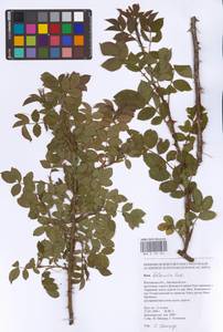 Rosa balsamica Besser, Eastern Europe, Rostov Oblast (E12a) (Russia)