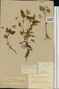 Viola ×kiliensis E. H. L. Krause, Eastern Europe, Middle Volga region (E8) (Russia)