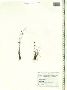 Juncus triglumis L., Siberia, Central Siberia (S3) (Russia)