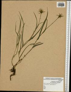 Tragopogon pratensis L., Eastern Europe, Central region (E4) (Russia)