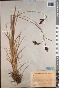 Carex aterrima Hoppe, Siberia, Altai & Sayany Mountains (S2) (Russia)