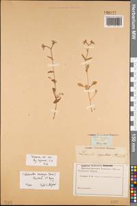Valerianella eriocarpa Desv., Eastern Europe (no precise locality) (E0) (Not classified)