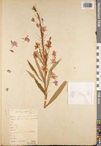 Chamaenerion angustifolium subsp. angustifolium, Eastern Europe, Central region (E4) (Russia)