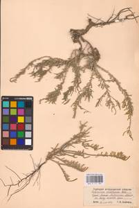 Halocnemum strobilaceum (Pall.) M. Bieb., Eastern Europe, Lower Volga region (E9) (Russia)