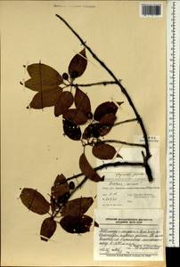 Prunus avium (L.) L., South Asia, South Asia (Asia outside ex-Soviet states and Mongolia) (ASIA) (China)