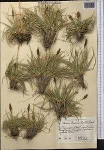 Carex kokanica (Regel) S.R.Zhang, Middle Asia, Pamir & Pamiro-Alai (M2) (Tajikistan)