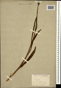 Gymnadenia conopsea (L.) R.Br., Caucasus, Stavropol Krai, Karachay-Cherkessia & Kabardino-Balkaria (K1b) (Russia)