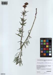 Dracocephalum ruyschiana L., Siberia, Altai & Sayany Mountains (S2) (Russia)