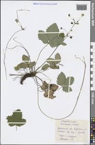 Fragaria vesca L., Eastern Europe, Central forest-and-steppe region (E6) (Russia)