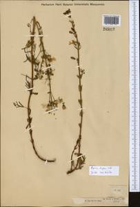 Hypericum elongatum Ledeb., Middle Asia, Dzungarian Alatau & Tarbagatai (M5) (Kazakhstan)