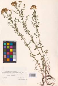 Hypericum perforatum L., Eastern Europe, Middle Volga region (E8) (Russia)