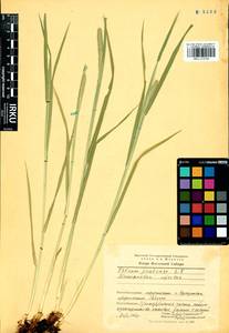 Phleum pratense L., Siberia, Baikal & Transbaikal region (S4) (Russia)