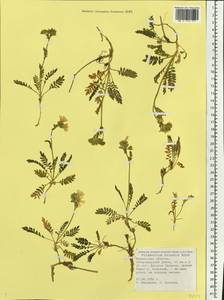 Polemonium boreale Adams, Eastern Europe, Northern region (E1) (Russia)