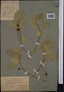 Prunus mahaleb L., Middle Asia, Pamir & Pamiro-Alai (M2) (Tajikistan)