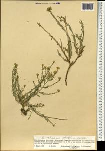 Asterothamnus poliifolius Novopokr., Mongolia (MONG) (Mongolia)