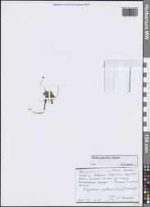 Draba glacialis Adams, Siberia, Central Siberia (S3) (Russia)