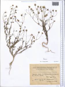 Senecio, Middle Asia, Western Tian Shan & Karatau (M3) (Kyrgyzstan)