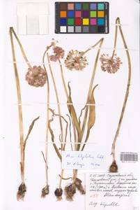 Allium tulipifolium Ledeb., Eastern Europe, Lower Volga region (E9) (Russia)