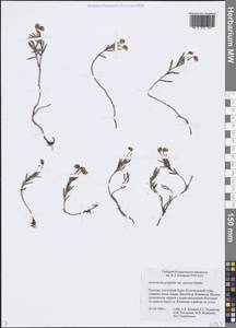 Andromeda polifolia L., Siberia, Chukotka & Kamchatka (S7) (Russia)