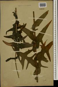 Sonchus, Eastern Europe (no precise locality) (E0) (Not classified)