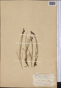 Carex stylosa C.A.Mey., America (AMER) (Greenland)